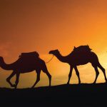 Camel Treks Morocco