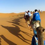 discover the moroccan desert with camels